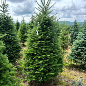Premium Fraser Fir