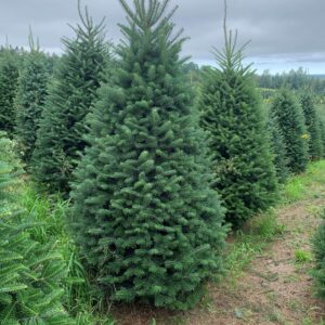Premium Fraser Fir