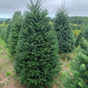 Premium Balsam Fir