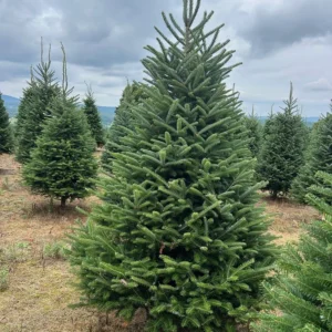 Premium Fraser Fir