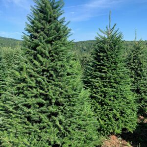 Balsam premium category image