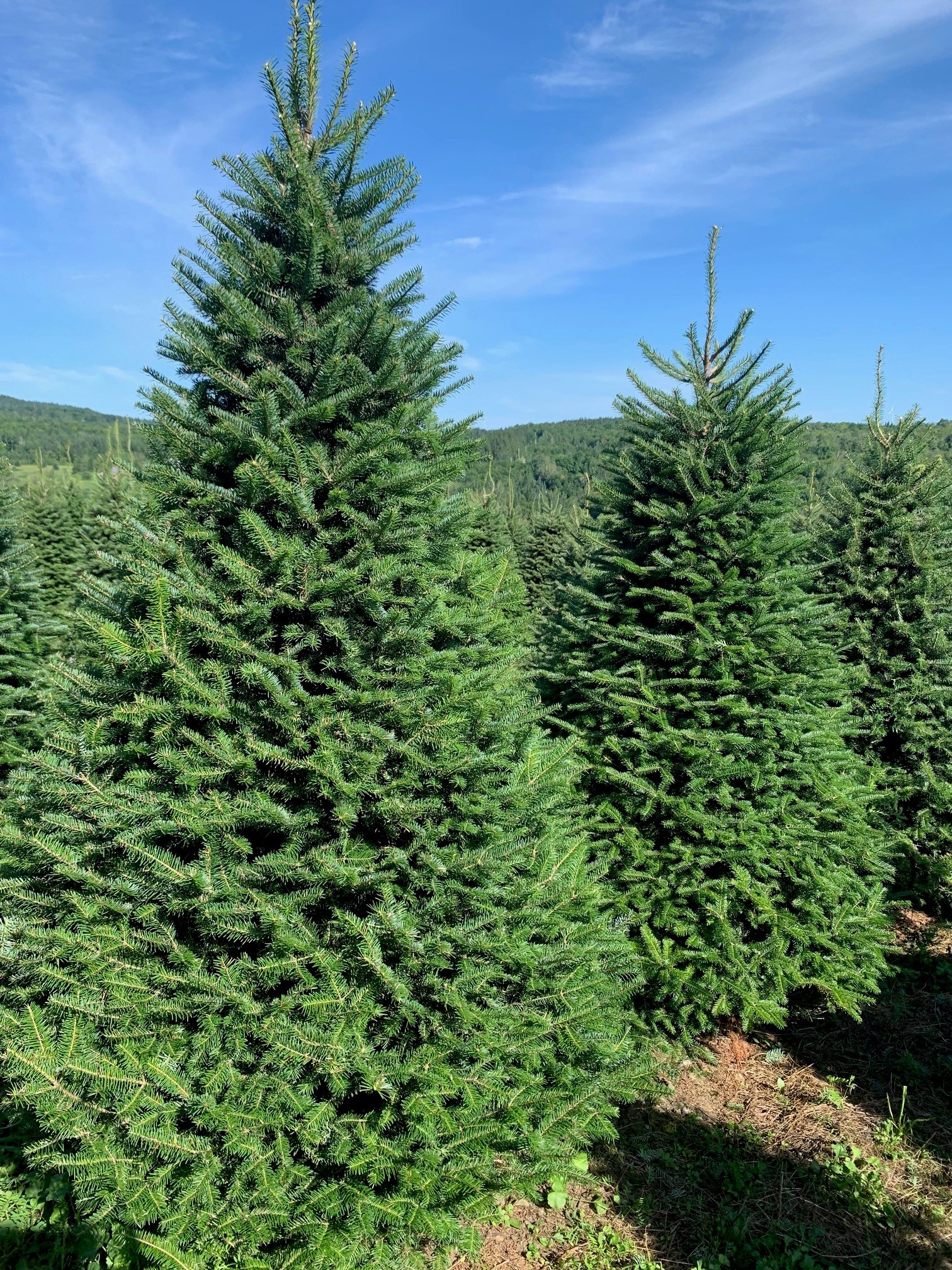 Balsam premium category image