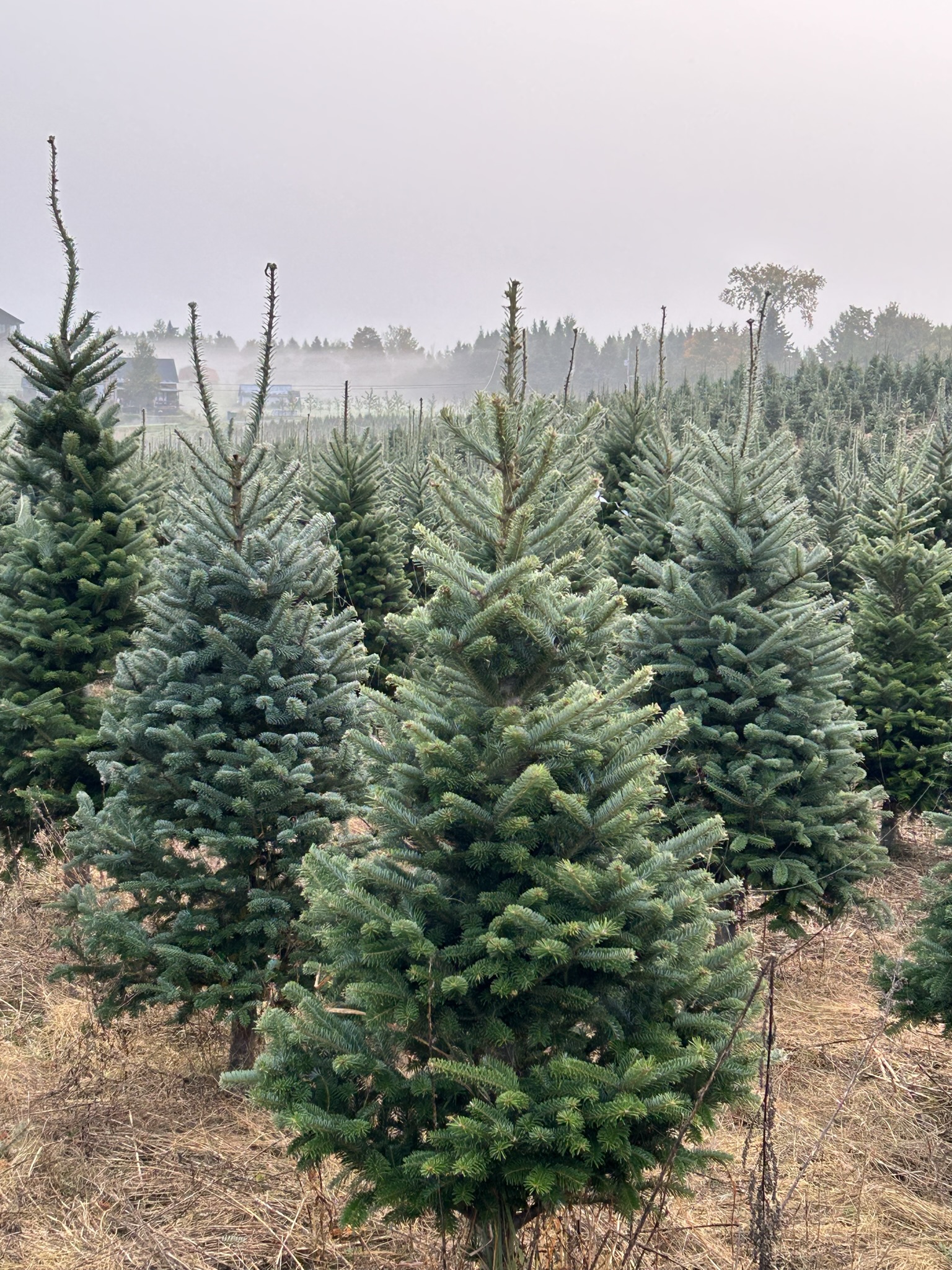 Promo grade tree - Image 2