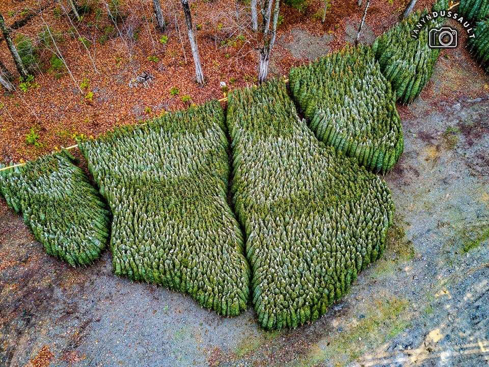 Premium Balsam Fir - Image 4