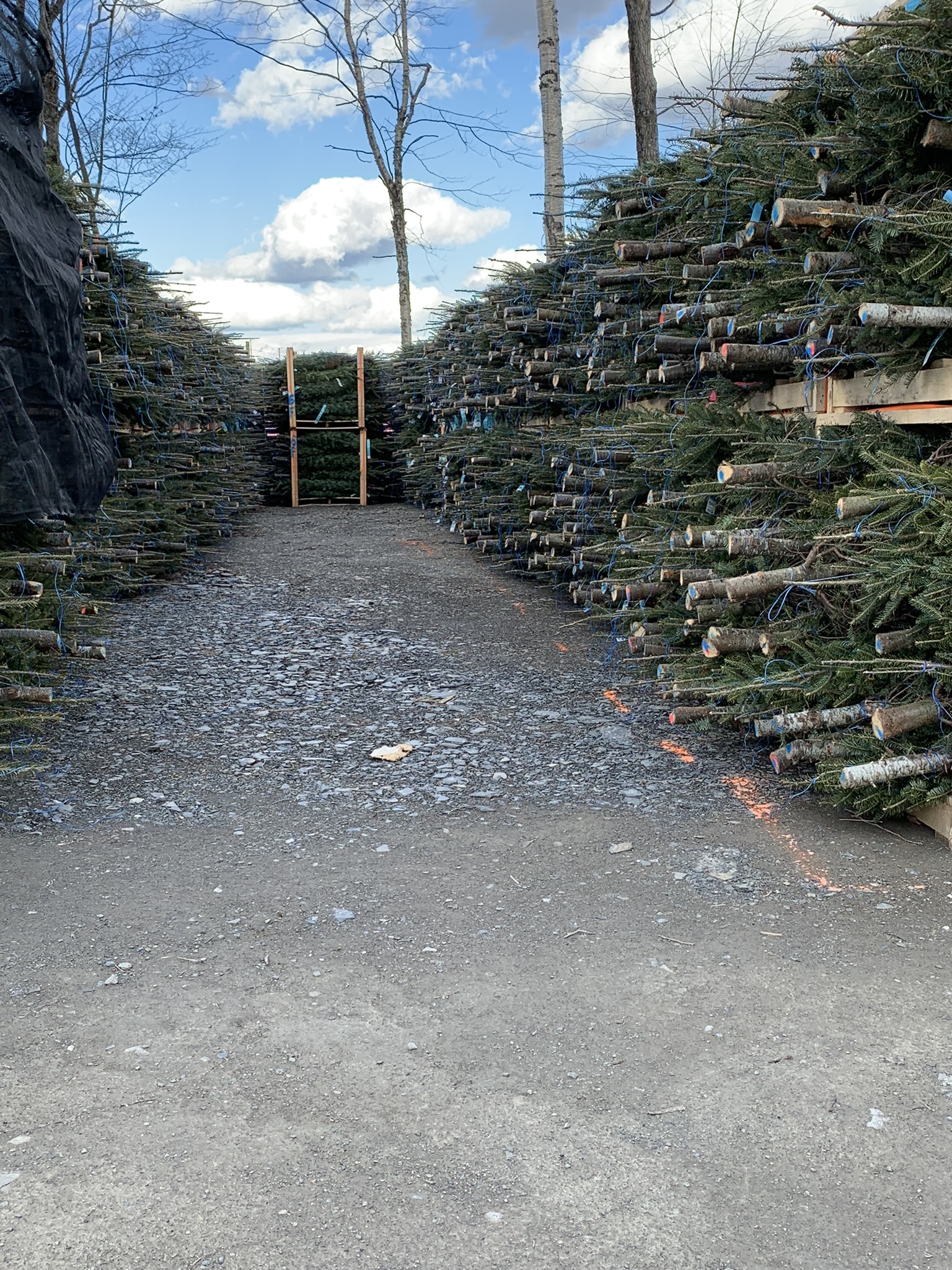 Premium Balsam Fir - Image 5
