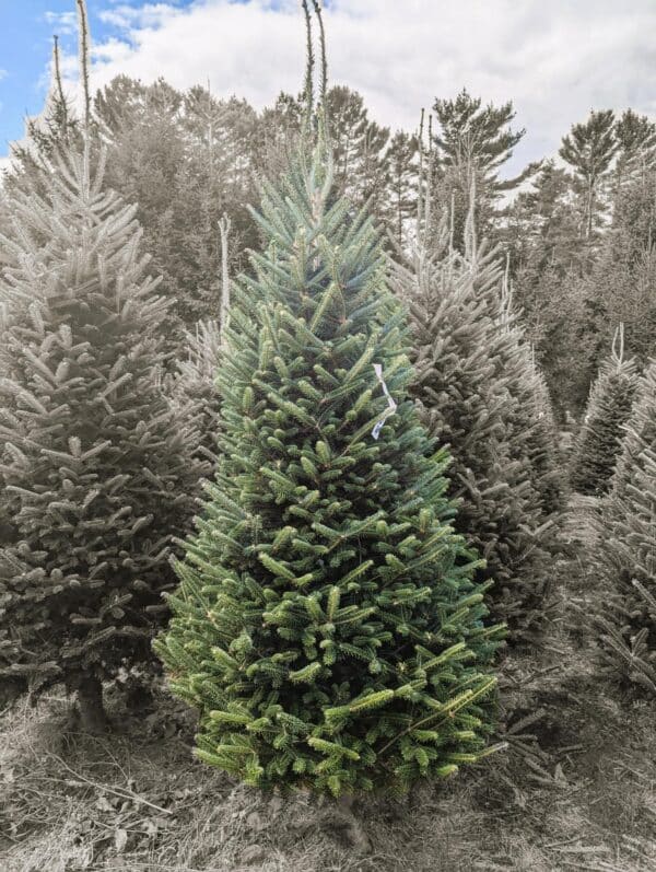Premium Fraser Fir - Image 3