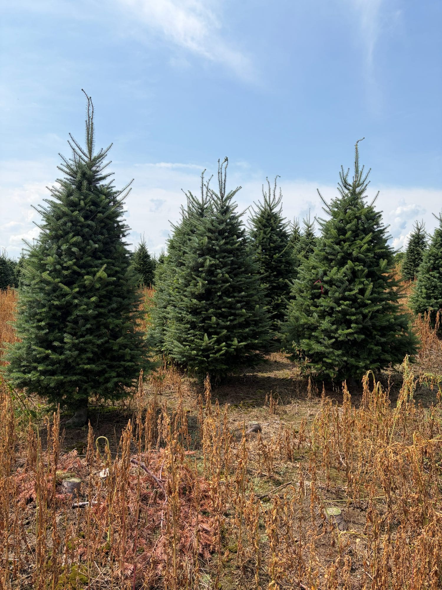 Premium Balsam Fir - Image 2